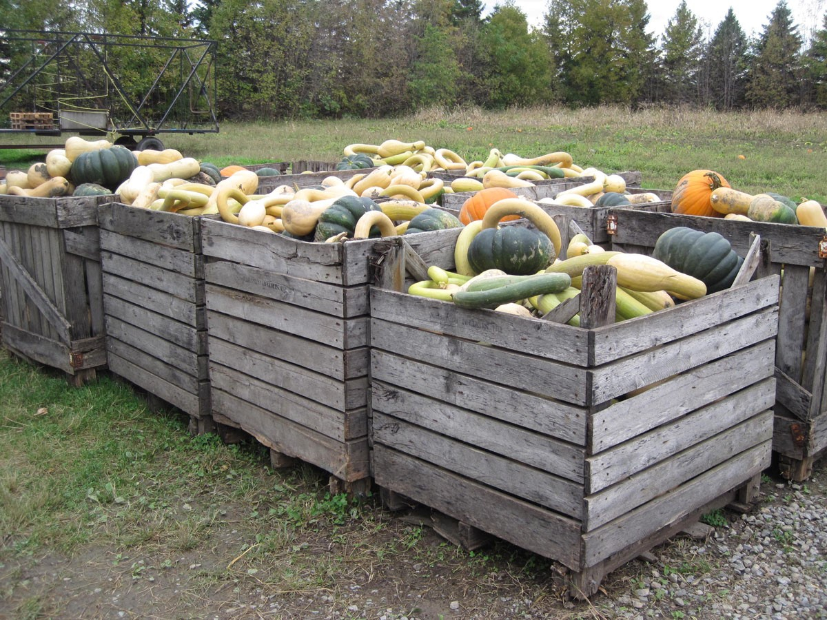 La consommation de citrouille à la baisse ?