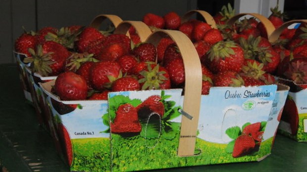 Un mystérieux virus attaque les plants de fraises de la région