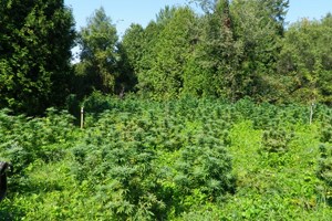 Opération Cisaille : La SQ saisi plus de 4400 plants de cannabis