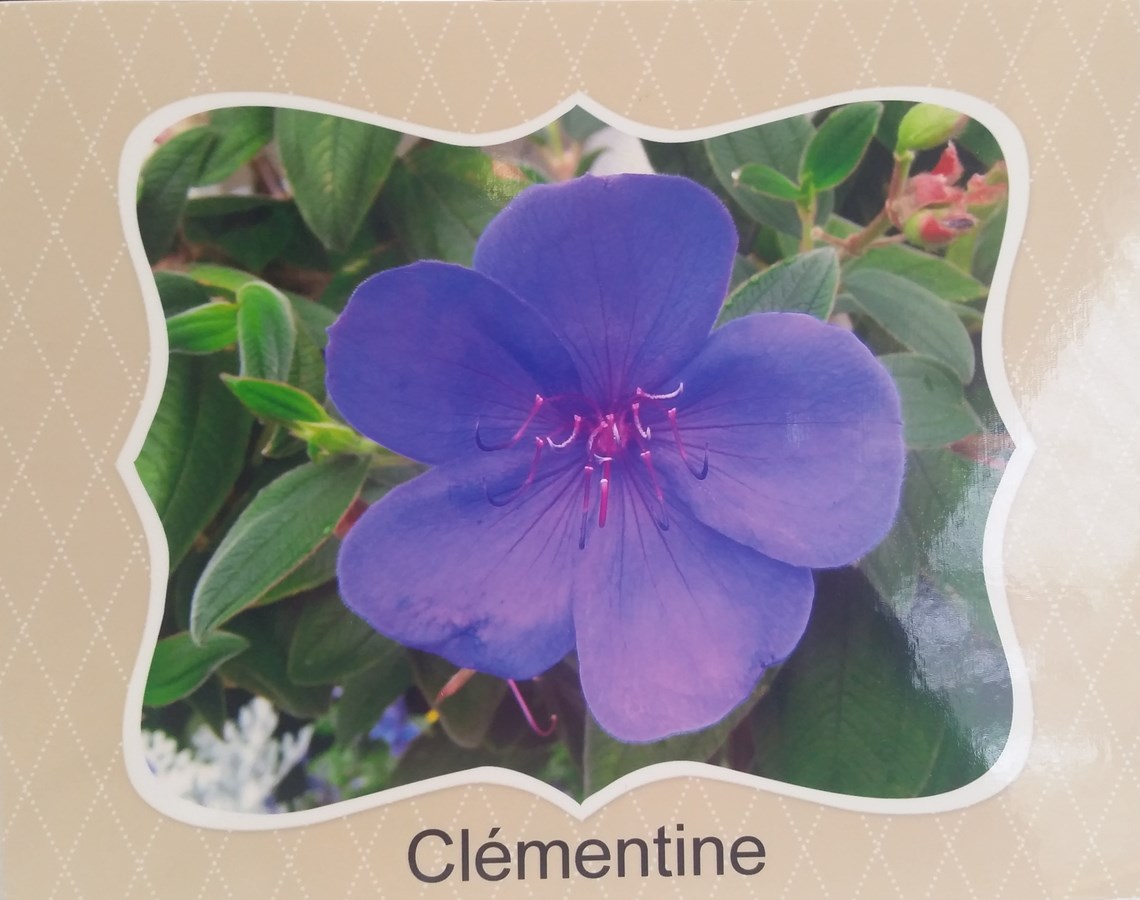 Une des photos de fleur qui sera exposée.