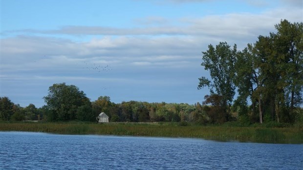 Une forêt nourricière dans l'ouest de l'Île Dupas