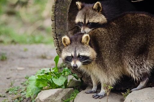 Animaux sauvage: la Ville de Joliette rappelle de ne pas les nourrir