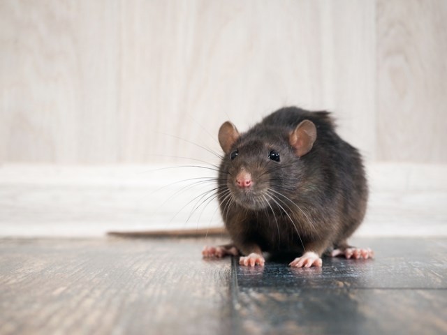 Comment se débarrasser des rats ?