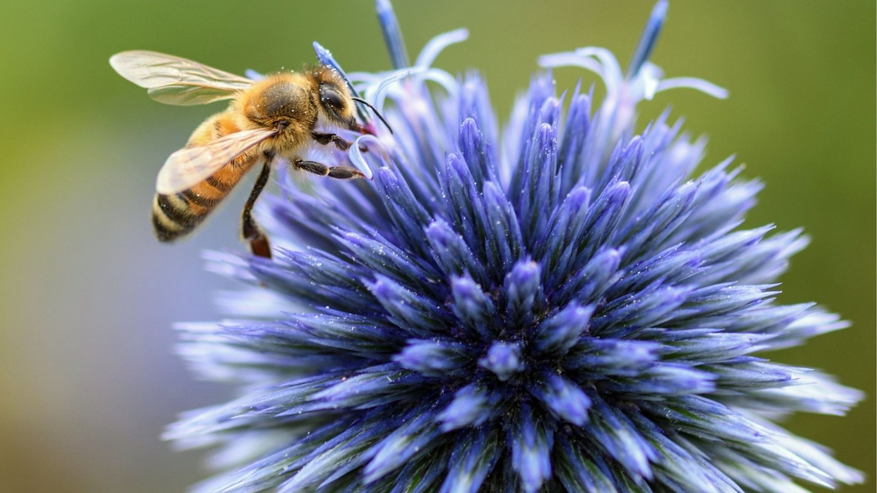 Merveilles d'Abeilles de Saint-Didace lance une gamme variée de miels thérapeutiques