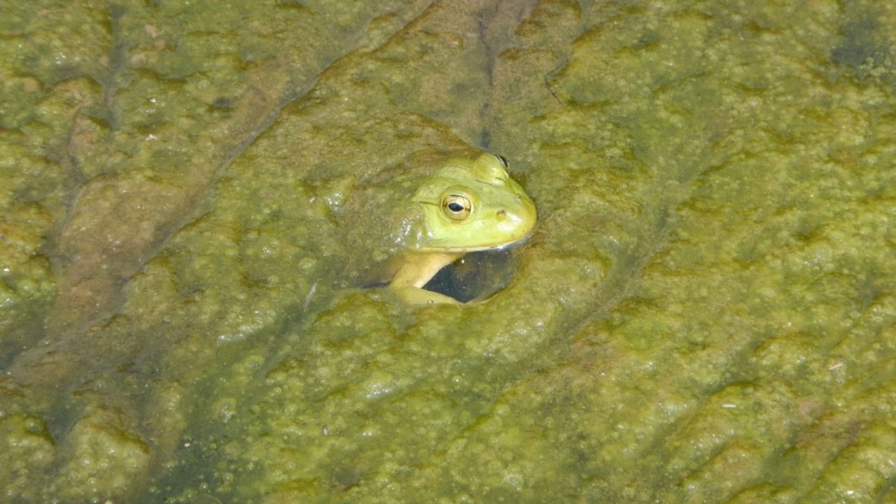 Dans le bassin versant de la rivière L’Assomption, au moins sept espèces aquatiques sont actuellement en péril.