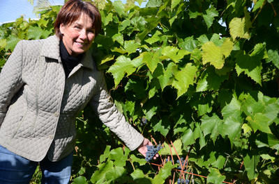 Odette Lavallée, co-propriétaire du domaine du Clos de l Isle, se réjouit de l abondance de raisin cette année.GUILLAUME JACOB/L'ÉCHO DE TROIS-RIVIÈRES/AGENCE QMI