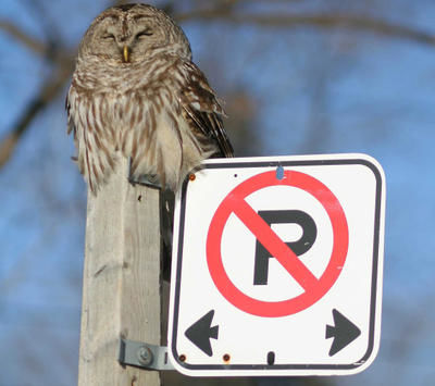 An owl pays little attention to the no parking sign as he sleeps near Royal York Blvd. and Bloor Street in Toronto, Thursday, Feb.21, 2008. THE CANADIAN PRESS/Toronto Star-Taras Slawnych LFP ARCHIVE _ PUB. FEB. 23/08 - b6