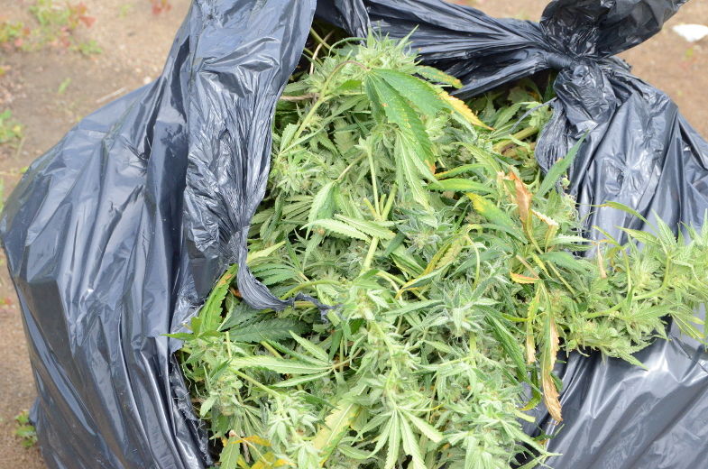 Rafle contre des producteurs de cannabis