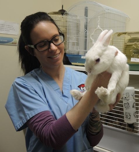 Une employée de la SPA Mauricie tient l’un des lapins en adoption 