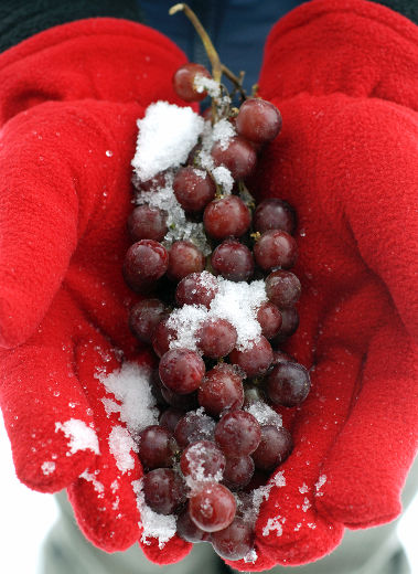 Grappes cueillies lors de vendanges tardives pour les vins de glace. 