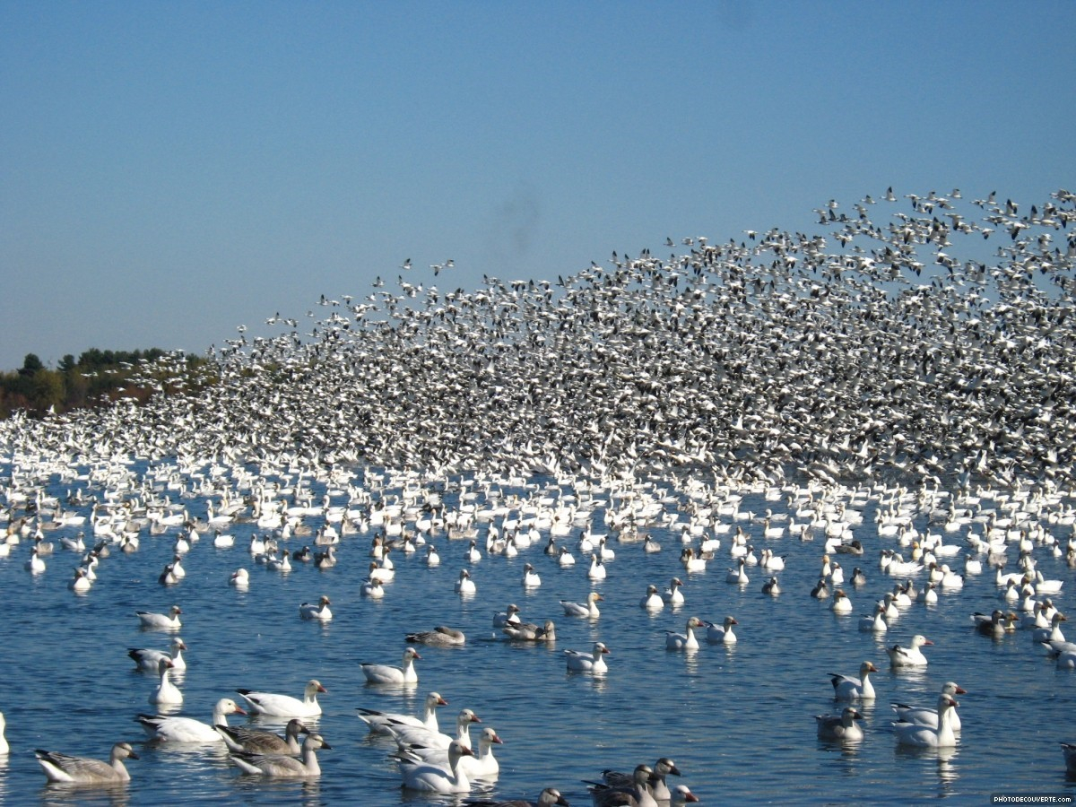 Une envolée du Lac Bulstrode, région de Victoriaville
