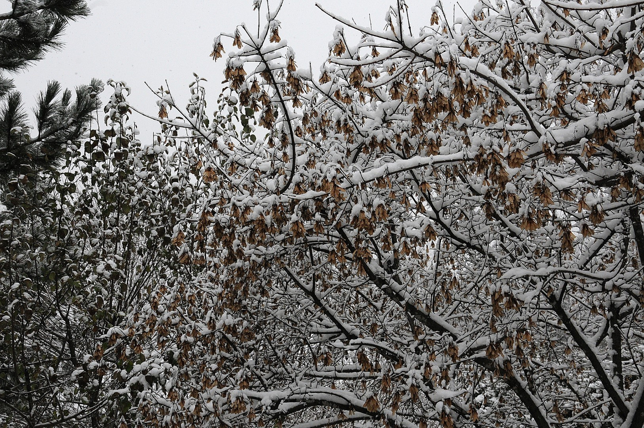 Des premiers flocons aux chutes de neige !