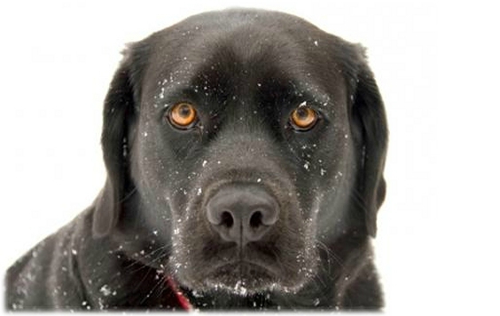 Appel à la vigilance aux propriétaires d'animaux