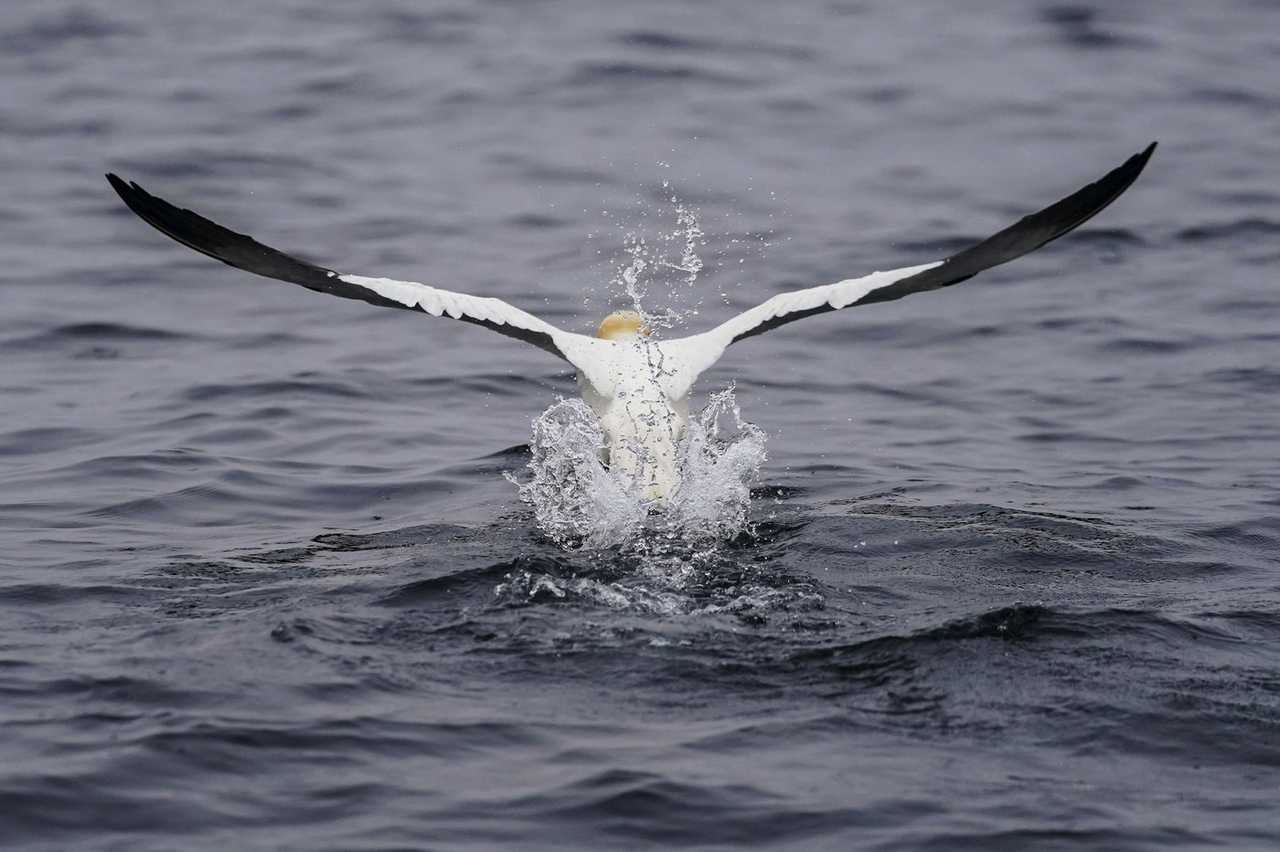 Les eaux du Saint-Laurent se réchauffent et la quantité d'oxygène diminue