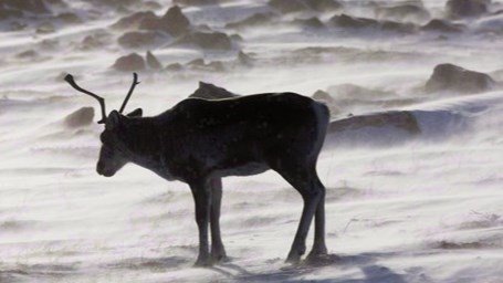 Caribou: Guilbeault fait miroiter beaucoup d'argent et invite Québec à négocier