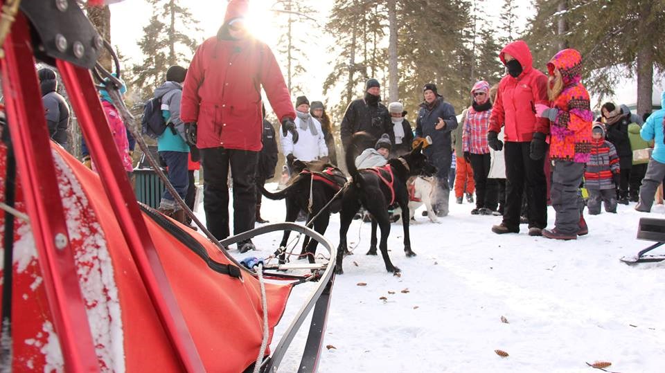 Une petite promenade en traîneau à chiens? Pourquoi pas!