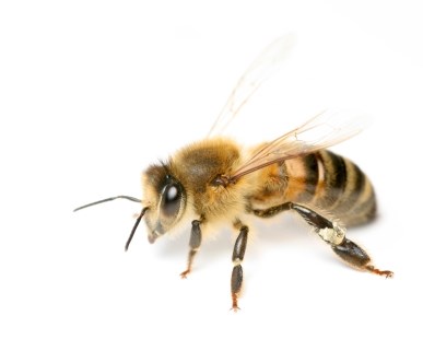 Abeille