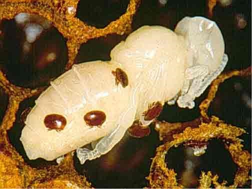 Varroa sur une larve