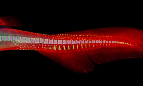 L'image est d'Émilie Lebel, étudiante à la maîtrise en gestion de la Faune et de ses habitats. L'image s'intitule «Requin à découvert».