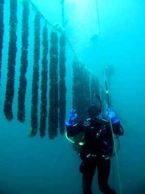 Une étudiante de l'UQAR sur la piste des homards