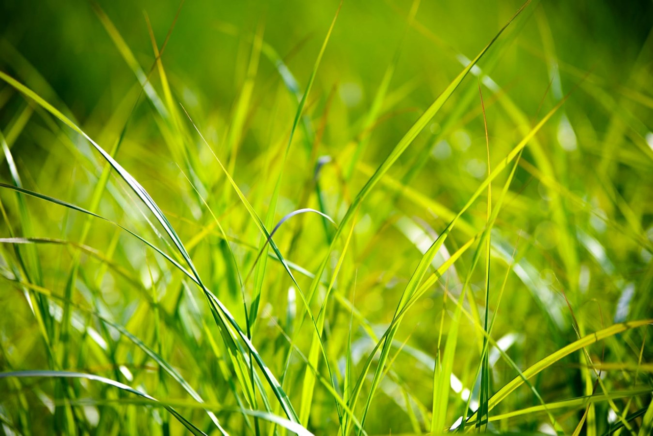 7 bonnes actions à prendre pour une pelouse en santé et écologique
