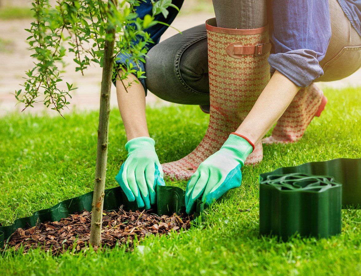 Rivière-du-Loup lance un nouvel incitatif de 80 $ pour l’achat d’un arbre