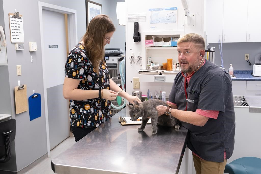 La santé mentale des vétérinaires canadiens se détériore