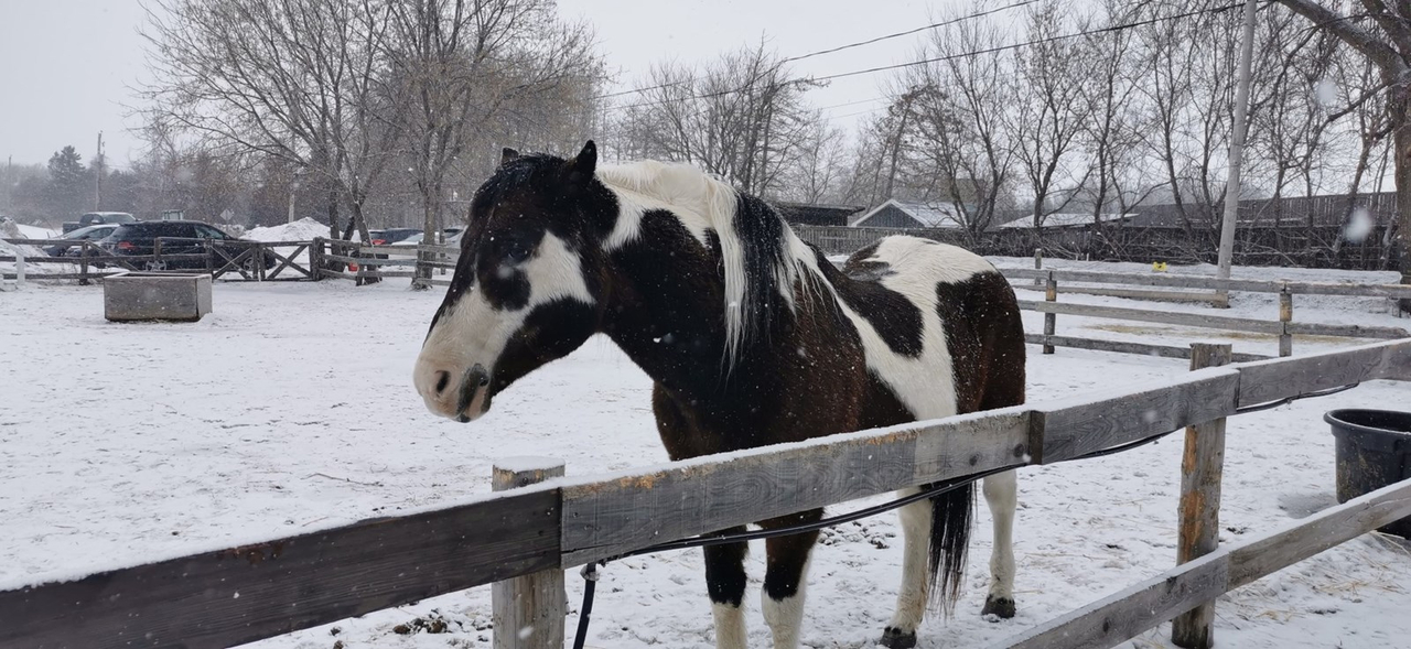 Secours AHT: offrir une deuxième vie aux chevaux