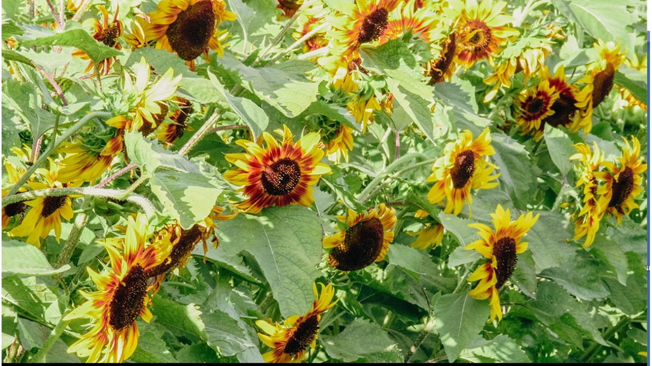 Domaine La Belle: l’arrêt incontournable à faire cet automne dans Vaudreuil-Soulanges