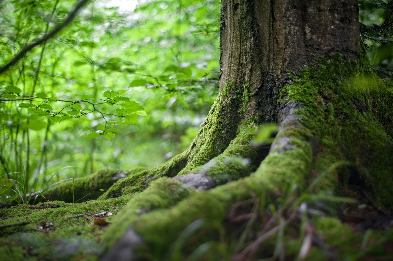 « Ce que je veux, c’est préserver la forêt dans son intégralité.» - Philip Lapalme