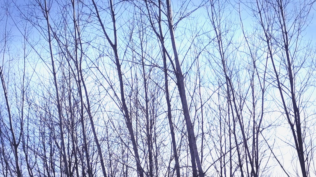 La Ville de NDIP octroie près de 20 000$ pour la caractérisation de son parc nature