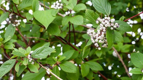 Retour de la Foire horticole de Vaudreuil-Dorion