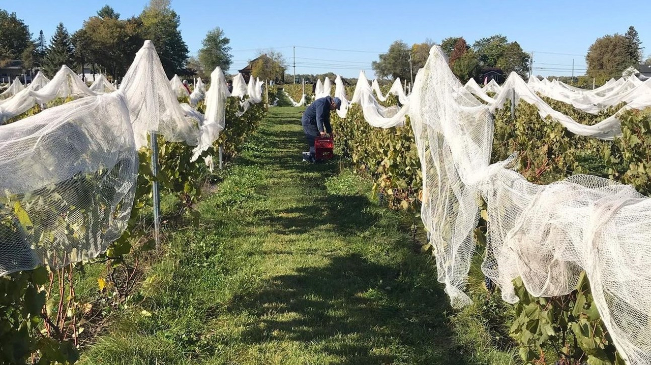 Quatre vignobles à découvrir dans Vaudreuil-Soulanges