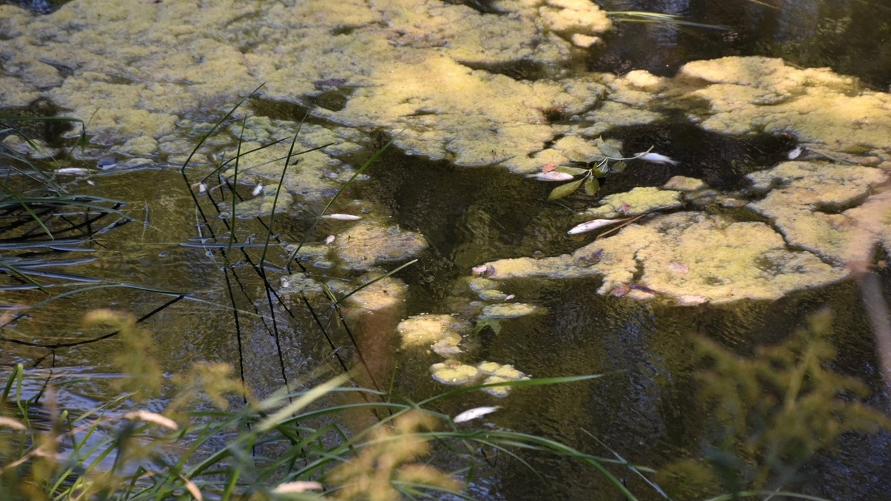 Les poissons meurent par dizaines dans la rivière Rigaud en Ontario