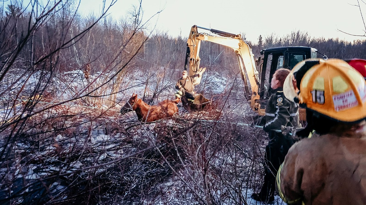 Épuisant sauvetage équestre en cours à Sainte-Justine-de-Newton