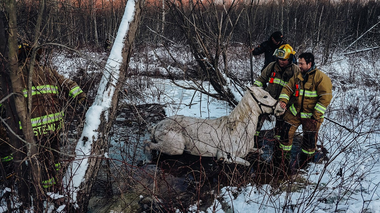 Épuisant sauvetage équestre en cours à Sainte-Justine-de-Newton