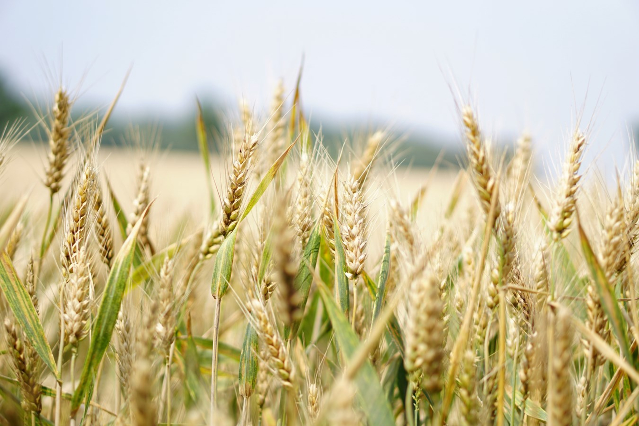 Les Cèdres et NDIP se mobilisent pour la mise en place de mesures de protection de la zone agricole 
