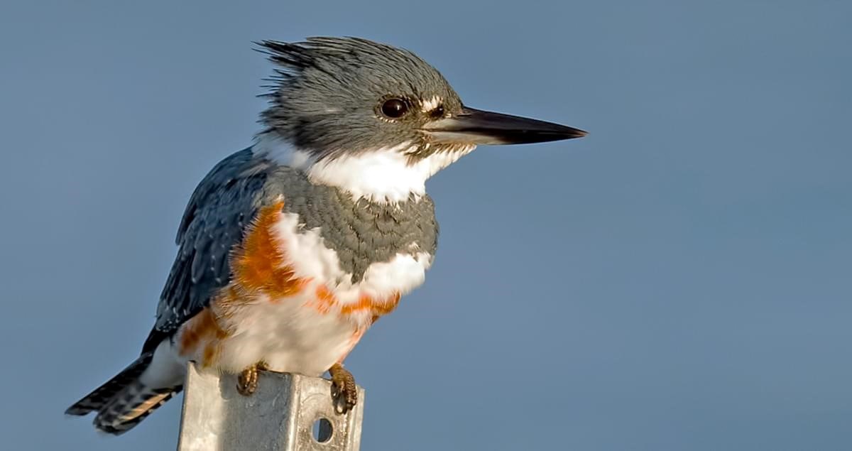 Hudson a finalement choisi son oiseau emblématique