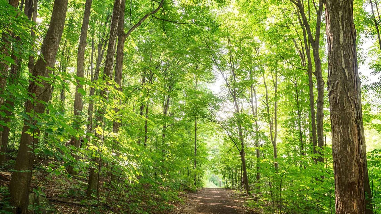 Bioblitz à Rigaud: collaboration entre les citoyens et des experts
