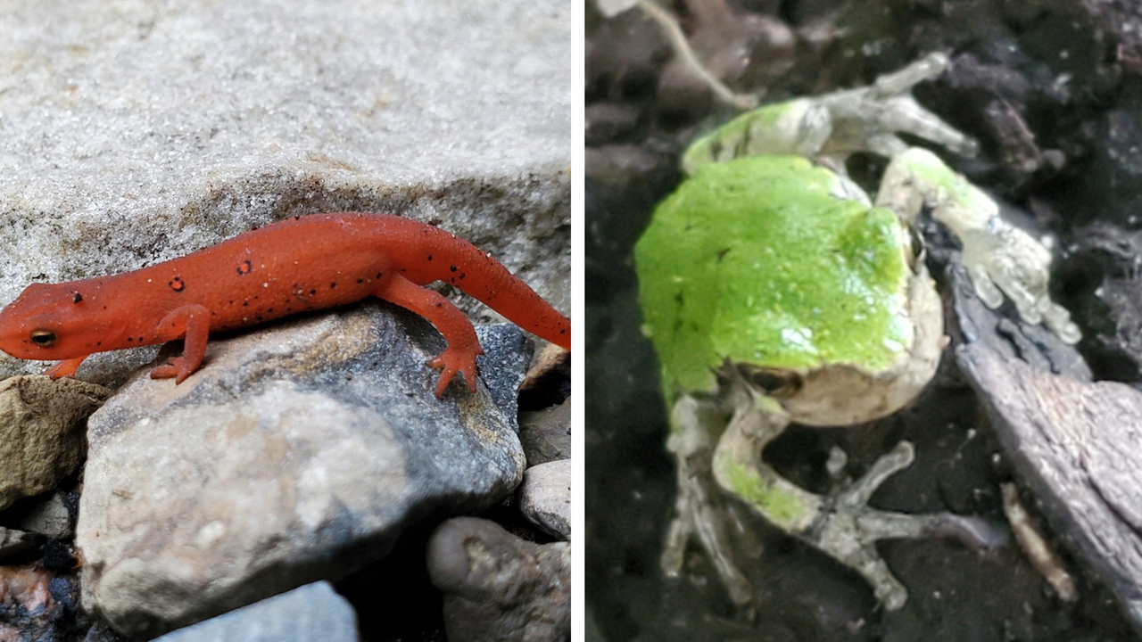 Bioblitz à Rigaud: collaboration entre les citoyens et des experts