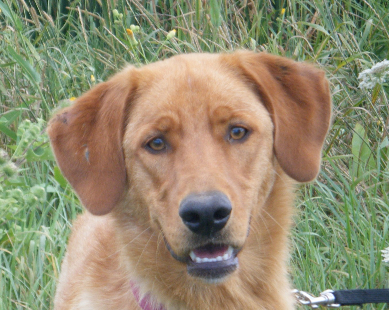 Marmaduke