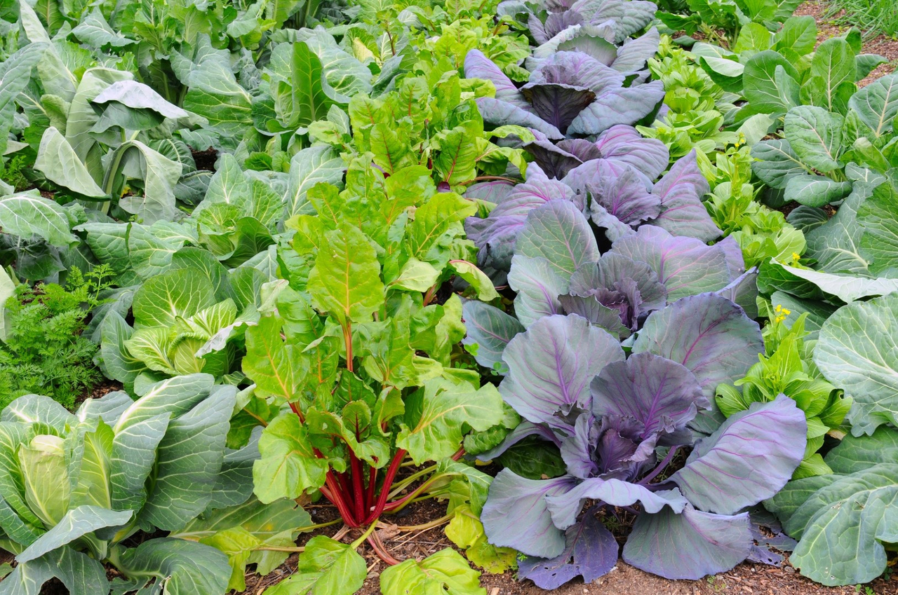 La Table filière de l’horticulture ornementale vous invite à mettre les deux mains dans la terre cet été.