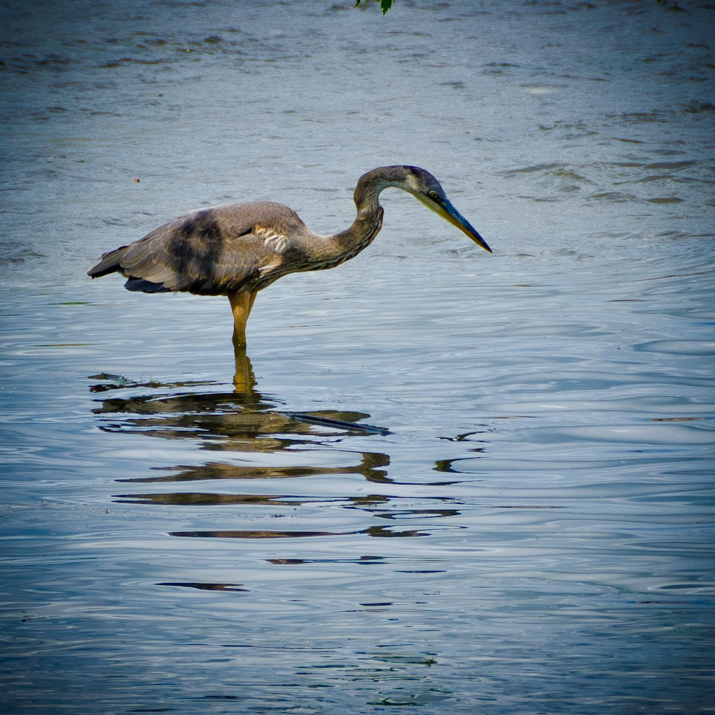 « Pêcher à Chambly »