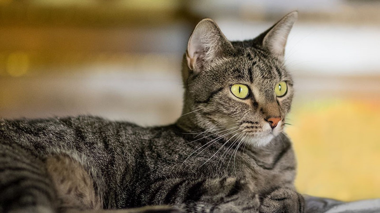 Faites micropucer votre animal à moindre coût