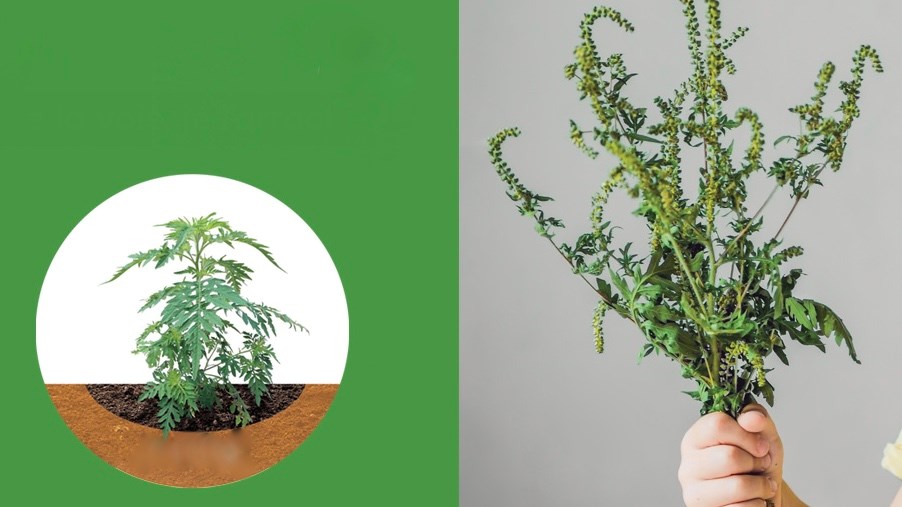 À Gauche la plante en juillet et à droit la plante au mois d'août. 