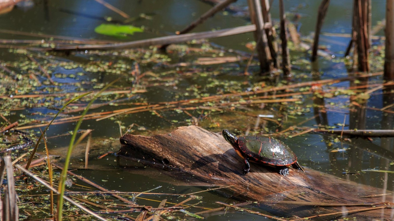 Parcs Canada et Nature-Action Québec s’associent pour protéger la biodiversité