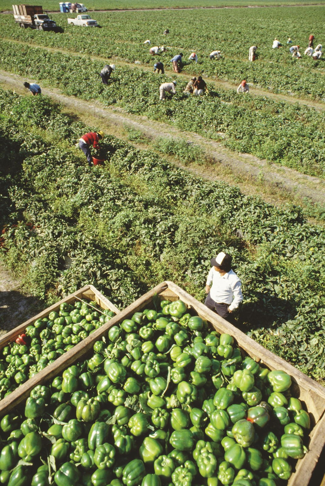 La taille croissante des exploitations agricoles oblige les agriculteurs à recruter de plus en plus de main-d’œuvre.