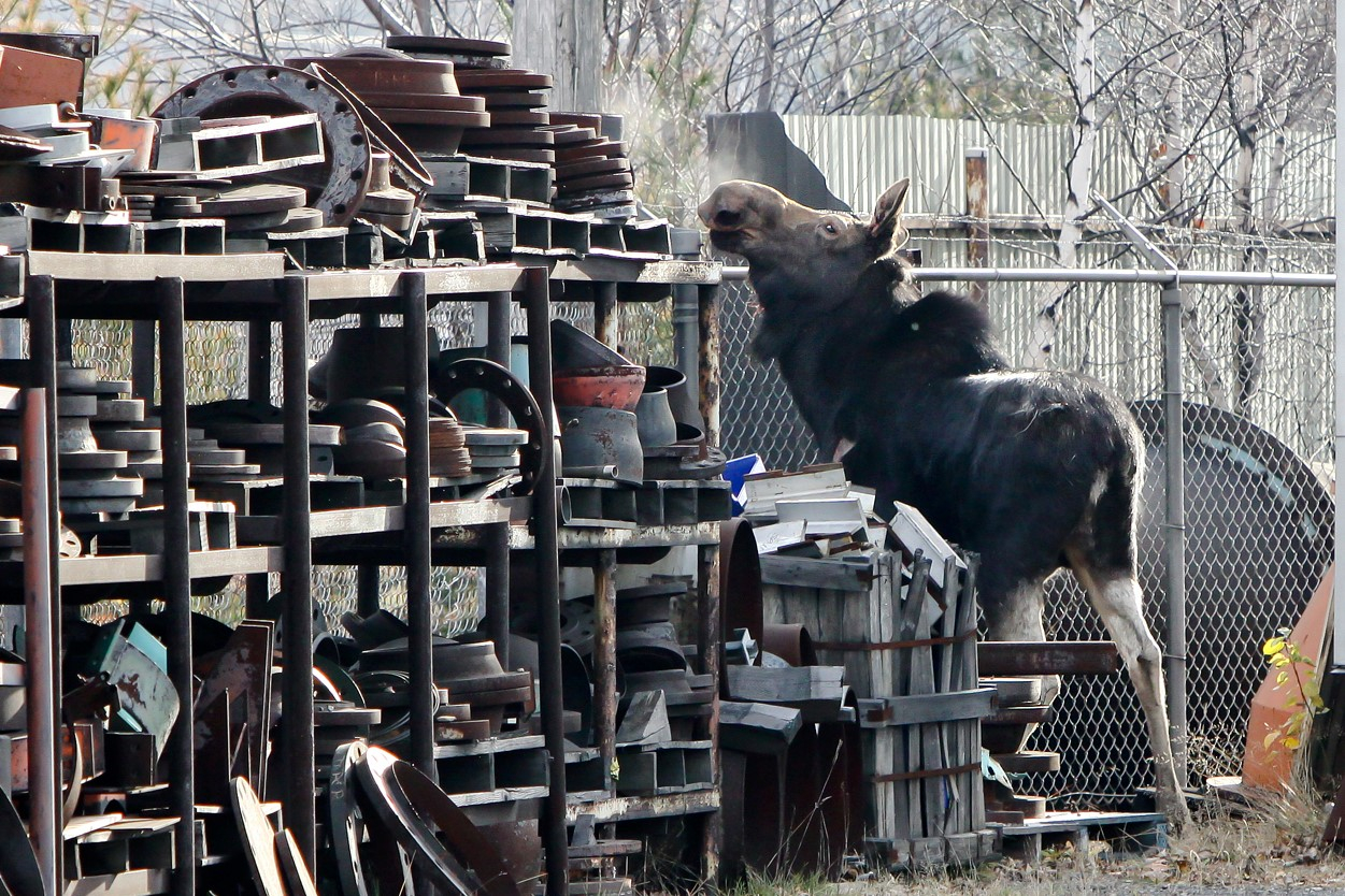 Étant donné que l’animal n’a pas la capacité de reculer, il était dans une fâcheuse position entre la clôture, une rangée des palettes et de tuyaux qui ont déboulé. (Photo: Pascal Cournoyer)