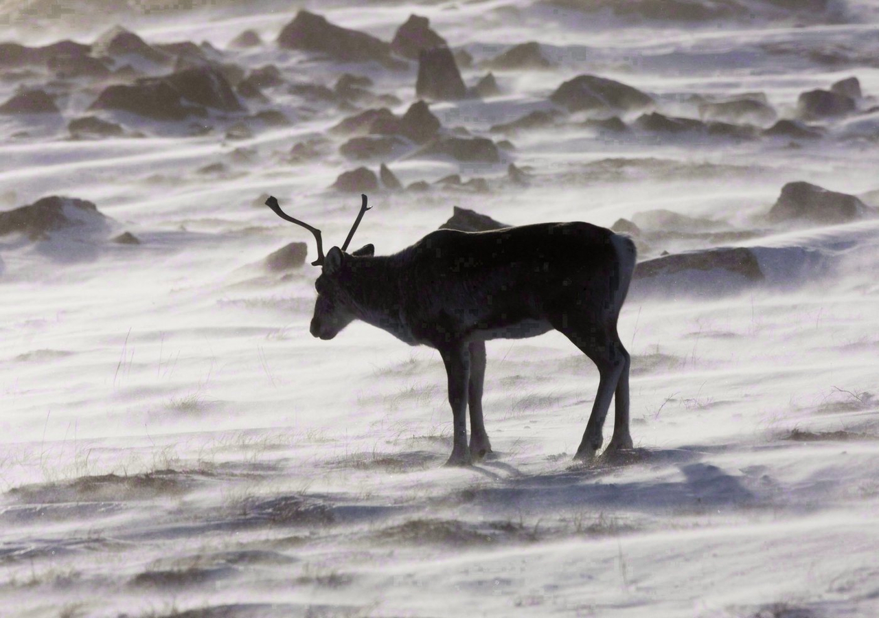 Caribou: Guilbeault fait miroiter beaucoup d'argent et invite Québec à négocier