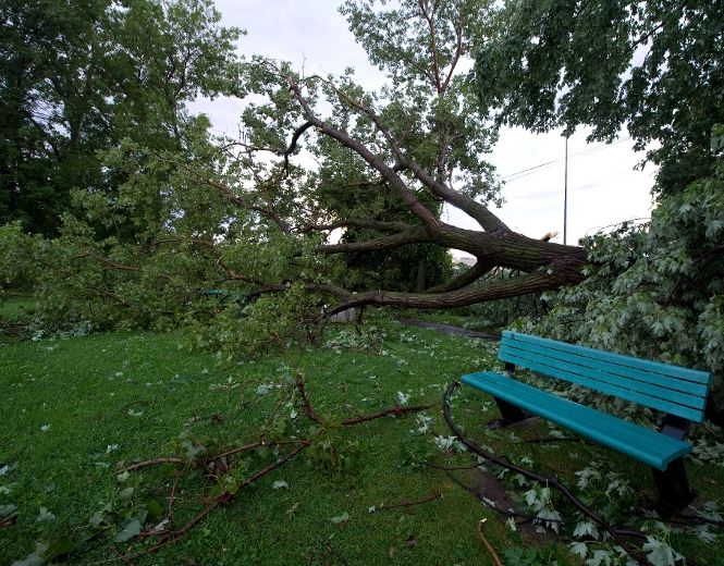 Plusieurs arbres du parc Damase-Juteau, à Sainte-Thérèse ont été durement ébranlés, voire cassés pour certains, en raison des fortes pluies survenues le samedi 11 août 2012.
MARTIN ALARIE/AGENCE QMI
